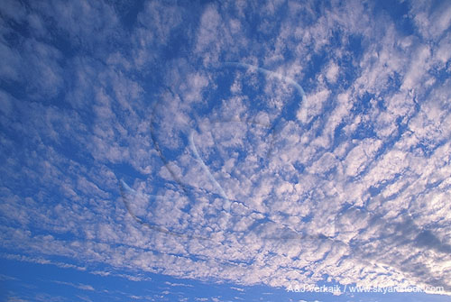 Silver light shimmering in this finely textured Altocumulus abstract