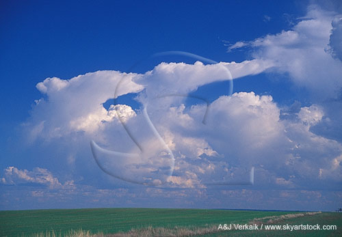 Towering Cumulus poke small sharp anvils into the sky