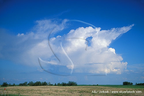 Wind shear and evaporation in weak convective towers