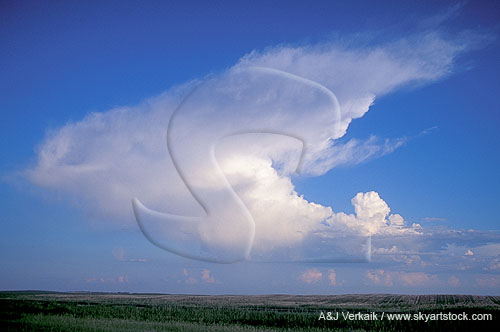 The woolly anvil cloud of a small Towering Cumulus freezes out 
