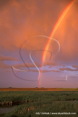 Gold grain at the end of a brilliant rainbow over a prairie farm
