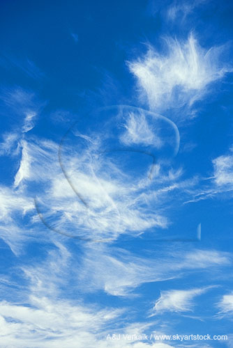 Excited Cirrus cloud tufts frolicking in a deep blue sky
