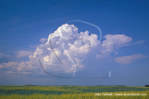 Birth of a thunderstorm cloud: a sustained, organized updraft