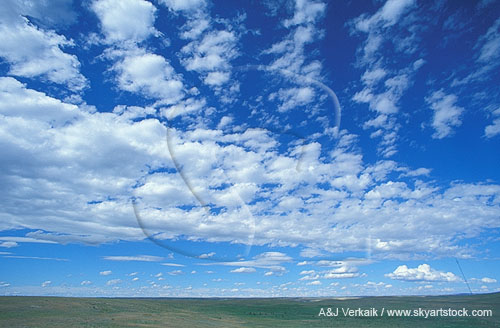 Cloud type, Ac: Altocumulus clouds in balance of convection and shear