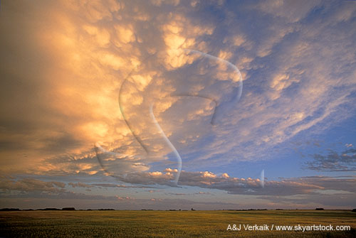 A sweep of golden Mammatus cloud glows in the dusky sky