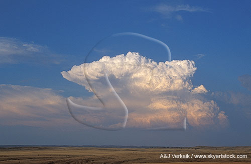 A young Cumulonimbus storm grows high into the atmosphere