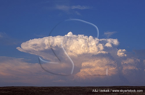 A young storm cloud with a single tower that overshoots the anvil