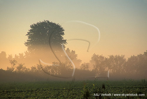 Lifting fog drapes a farm field at daybreak