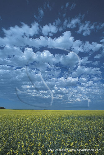 Puffs of Altocumulus cloud over a canola field
