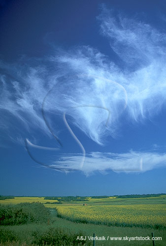An angelic flight of wispy Cirrus clouds 