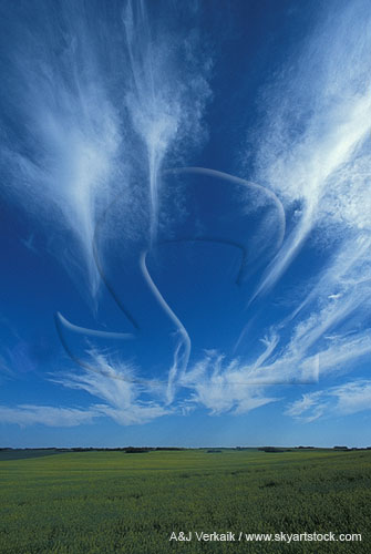 Joyous Cirrus fallstreaks in a deep blue sky