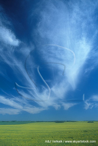 A graceful flowing pattern of soft clouds