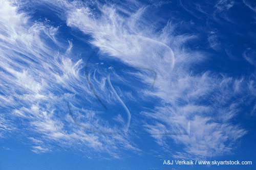 Joyous drifts of cloud tufts in an exciting cloudscape