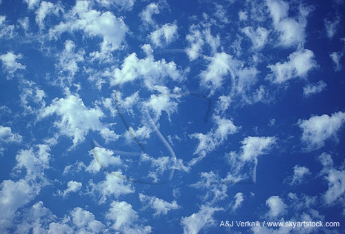 Puffy Altocumulus Floccus clouds in a close-up view