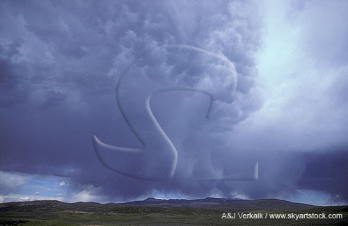Subsidence creates mamma and showers evaporate to virga