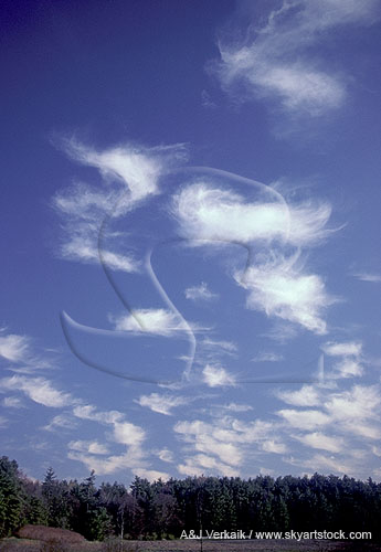Wispy puffs of carefree clouds in a blue sky