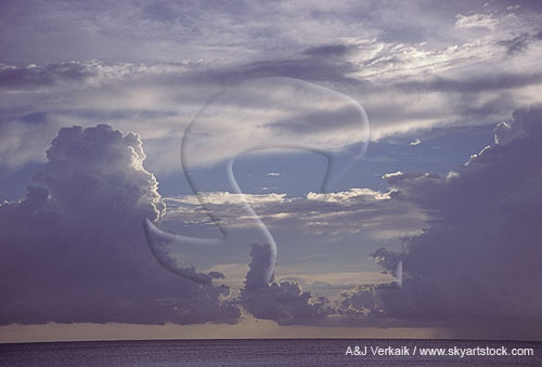 Tall oceanic Cumulus Congestus shower clouds