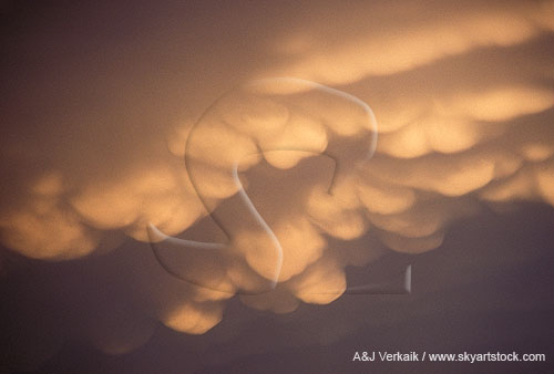 Golden, bulbous Mammatus clouds hang from a storm anvil