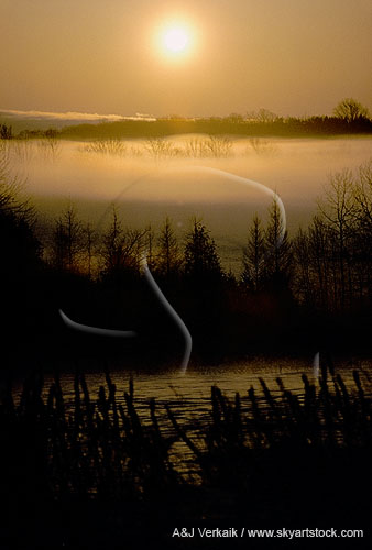 Draping fog in meditative morning light