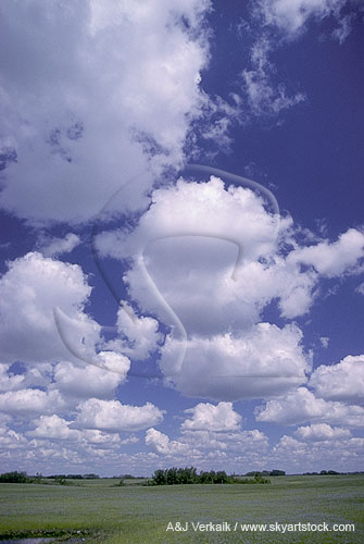 Puffy Cumulus clouds in a changing sky.