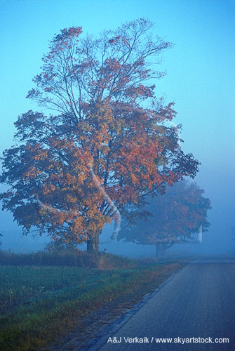 Fog mists colored fall leaves
