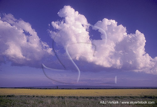 Cloud types, TCu: Cumulus Congestus clouds on an outflow boundary