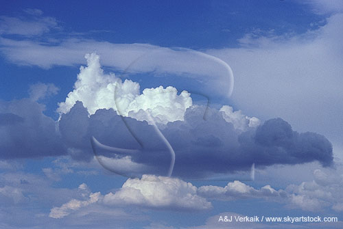 Gentle Cumulus clouds float free across a pale blue sky