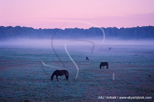 A soft blue-green mist of thin fog settles in a horse pasture 