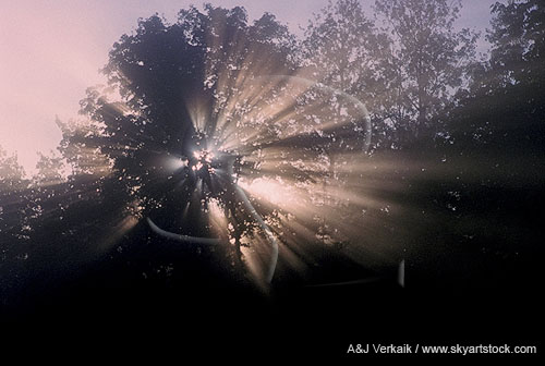 Trees in fog, with radial sunbeams combing through fog
