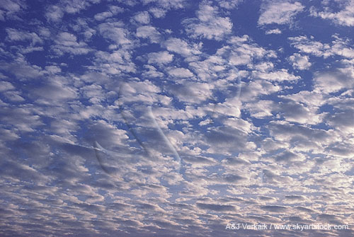 Soft, silvery, puffy clouds drift in crowds