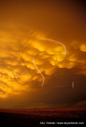Golden Mammatus clouds in an enchanted sunset