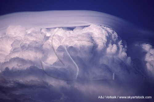 A thick sheet of Velum, an accessory cloud which began as Pileus
