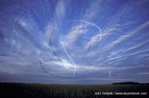A soft billow pattern in a harmonious fan of clouds