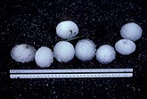 Golfball size hailstones with a ruler for measurement
