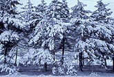 Snow on branches of Spruce trees