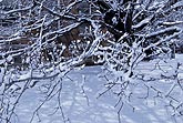 Close-up of heavy snow on tree branches