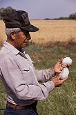 Farmer holding large hailstones