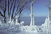 Rime ice on trees from freezing spray off Lake Ontario