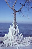 A tree on the lake shore coated with heavy rime ice