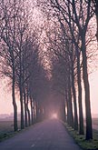 A tree-lined road in the evening mist in Holland