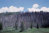 Trees recovering after a forest fire