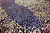 Ground frost is preserved in the shade
