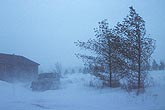 Blowing snow in a farm laneway during a winter blizzard
