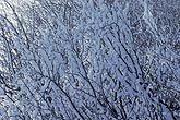 Heavy snow on branches creates an abstract pattern of lines