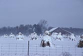 Heavy wet snow on an Amish farm