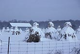 Heavy snow blankets Amish hay stooks