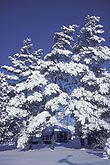 Pine trees with branches bent under heavy snow