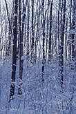 Snow scenic of snowy woods