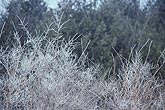 Frost on bushes coats every twig with white