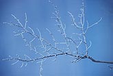 Tree branch coated with hoarfrost tracery